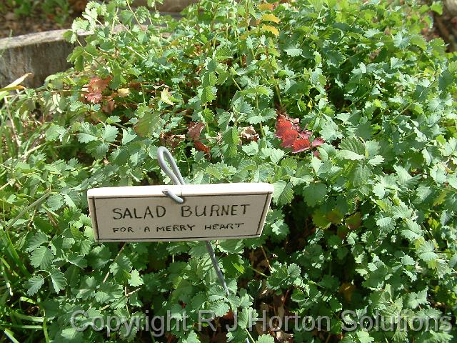 Salad burnet